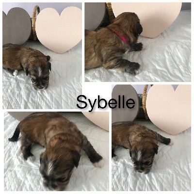 Sybelle 