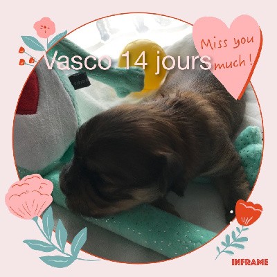 Vasco