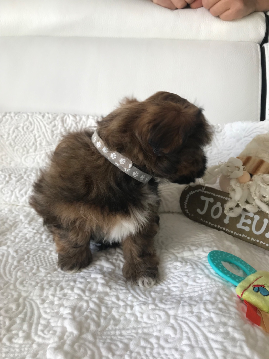 des petits fauves de Thierac - Abby