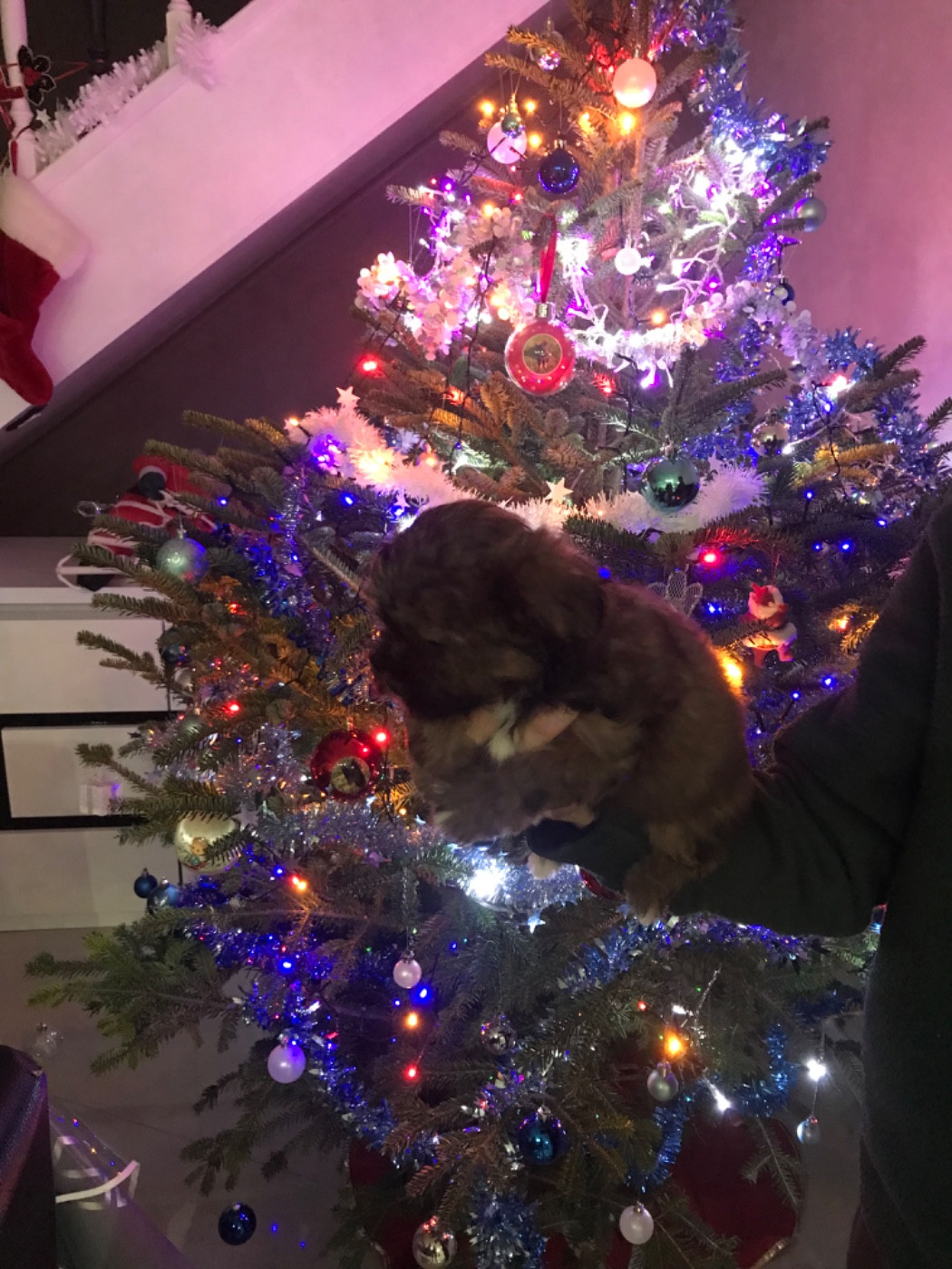 des petits fauves de Thierac - Chiots disponibles - Bichon Havanais