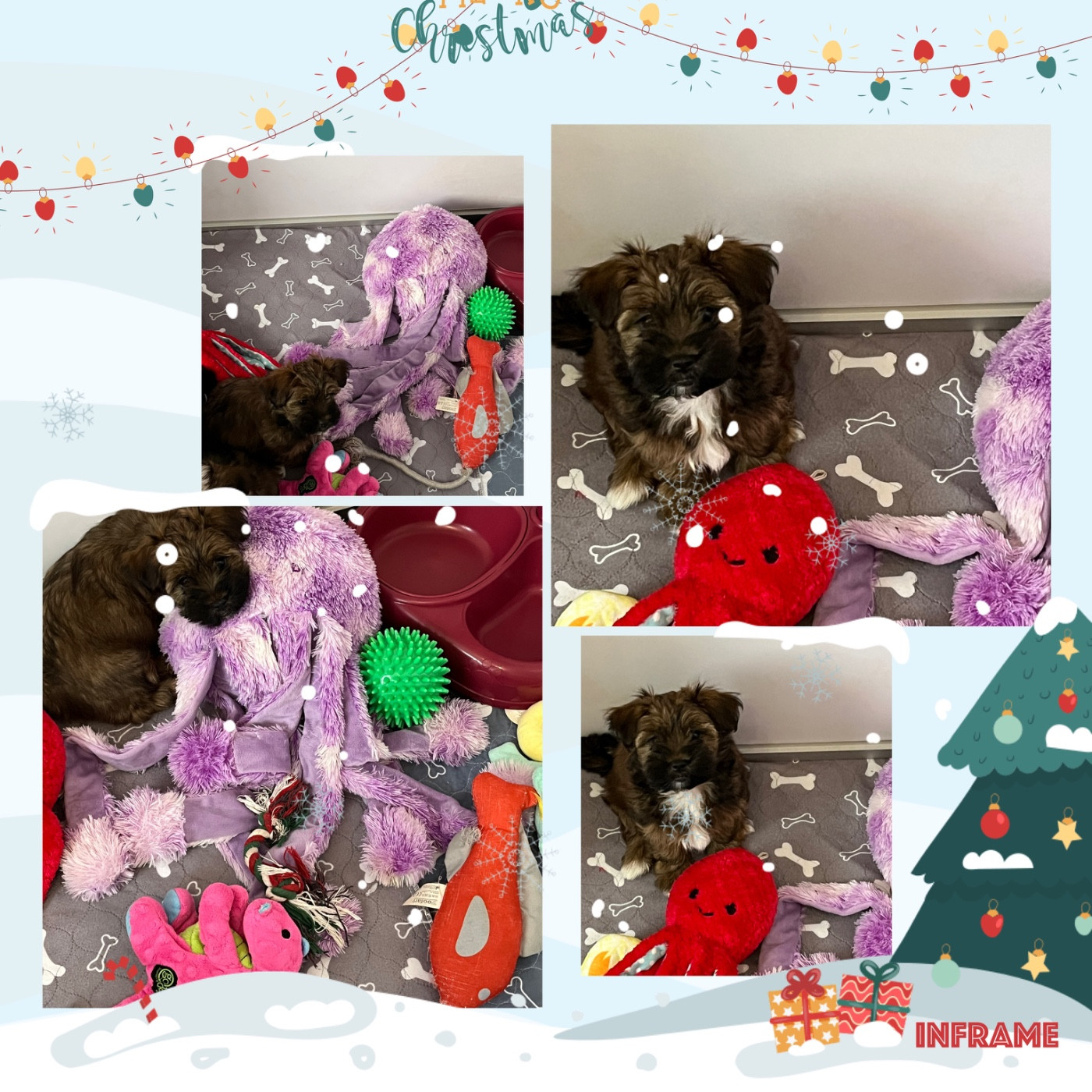 des petits fauves de Thierac - Chiots disponibles - Bichon Havanais