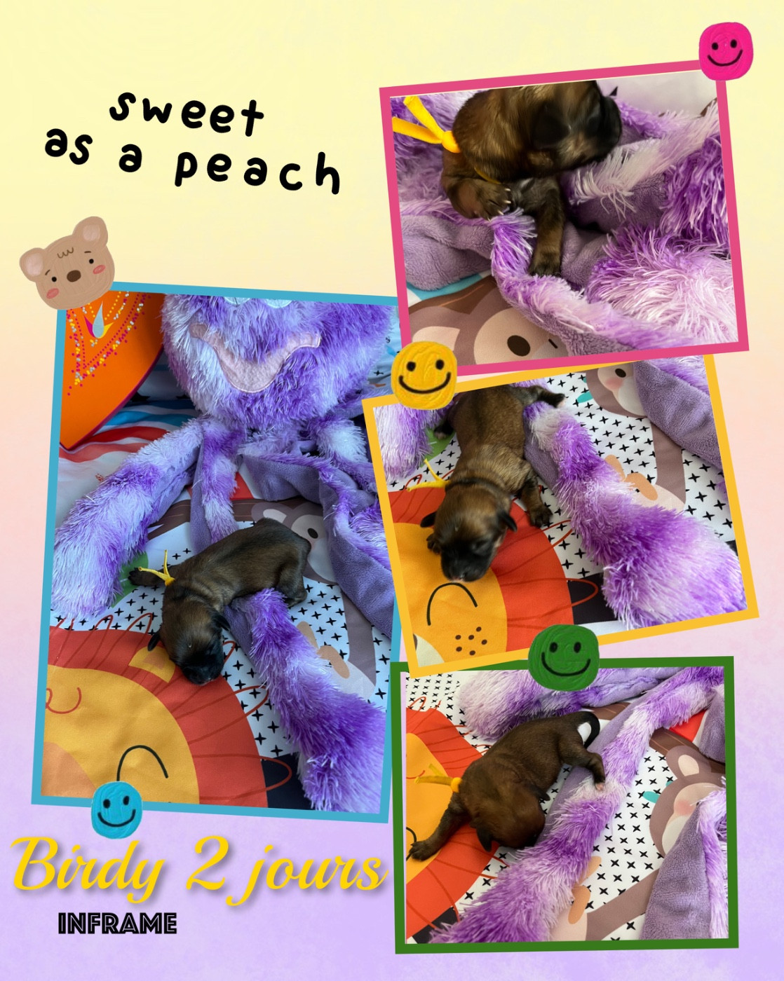 des petits fauves de Thierac - Chiots disponibles - Bichon Havanais
