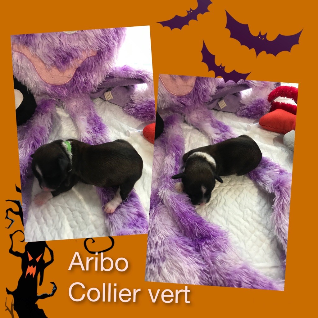 des petits fauves de Thierac - Chiots disponibles - Bichon Havanais