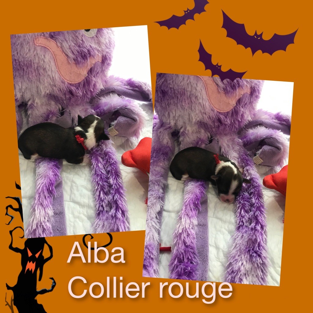 des petits fauves de Thierac - Chiots disponibles - Bichon Havanais