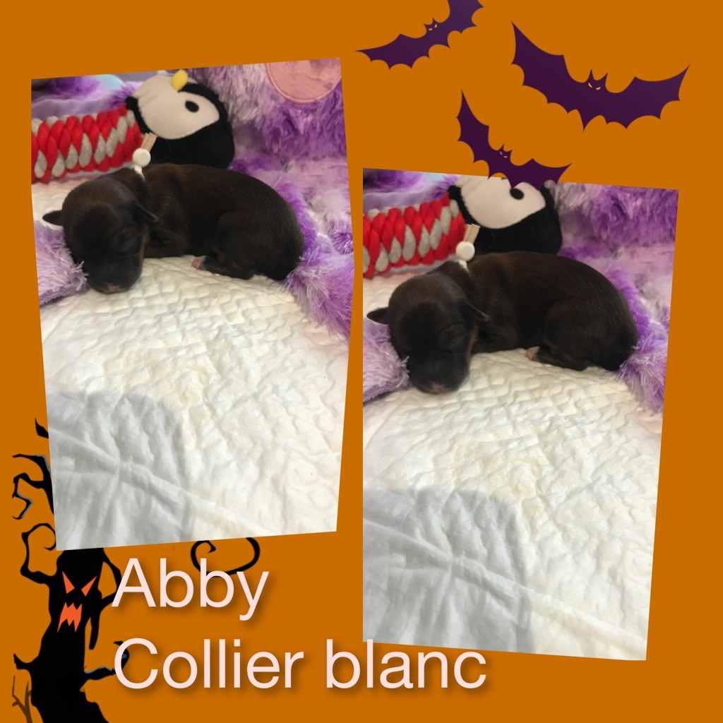 des petits fauves de Thierac - Chiots disponibles - Bichon Havanais