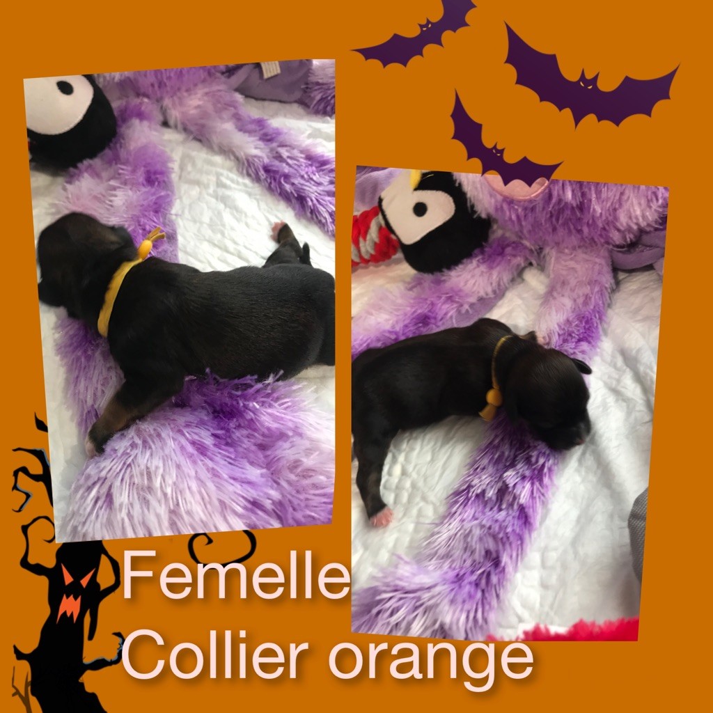 des petits fauves de Thierac - Chiots disponibles - Bichon Havanais