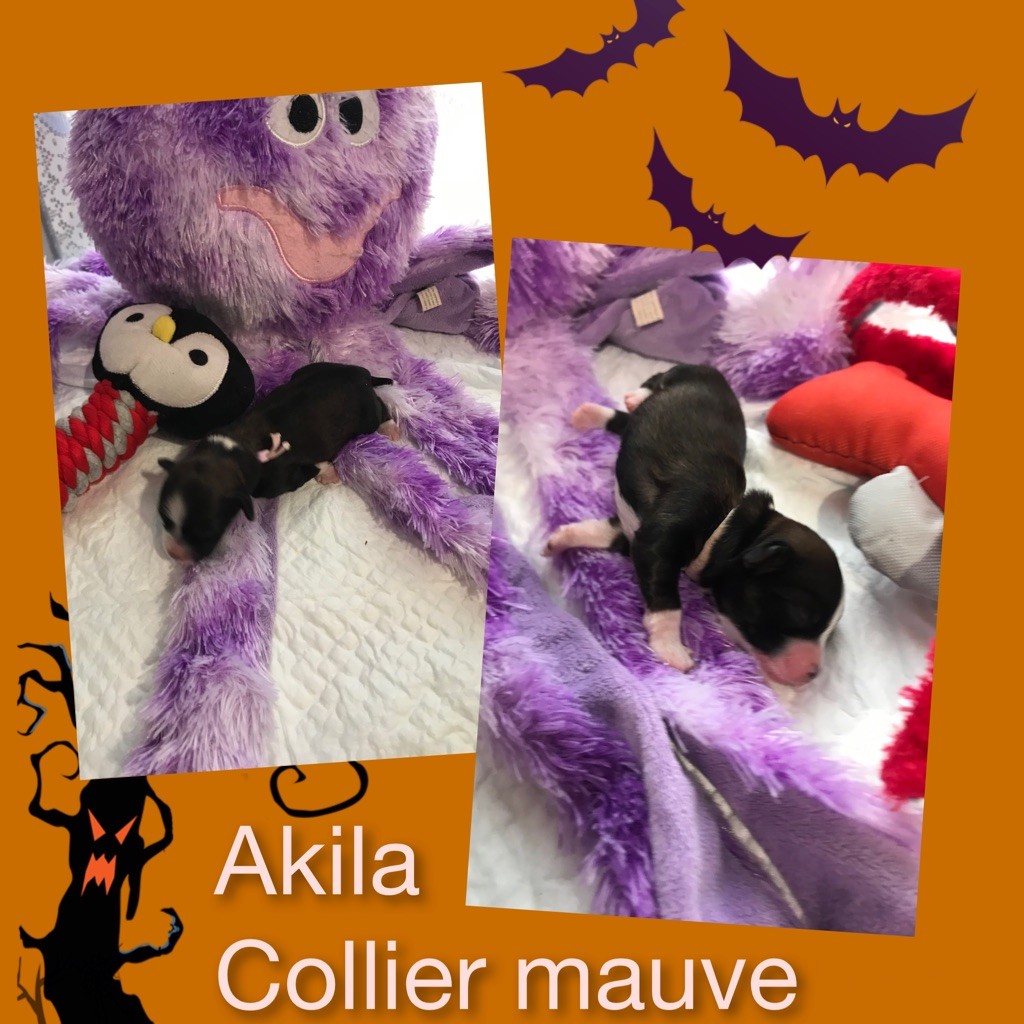 des petits fauves de Thierac - Chiots disponibles - Bichon Havanais