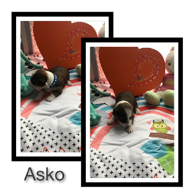 Asko