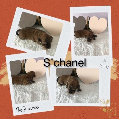 S'chanel