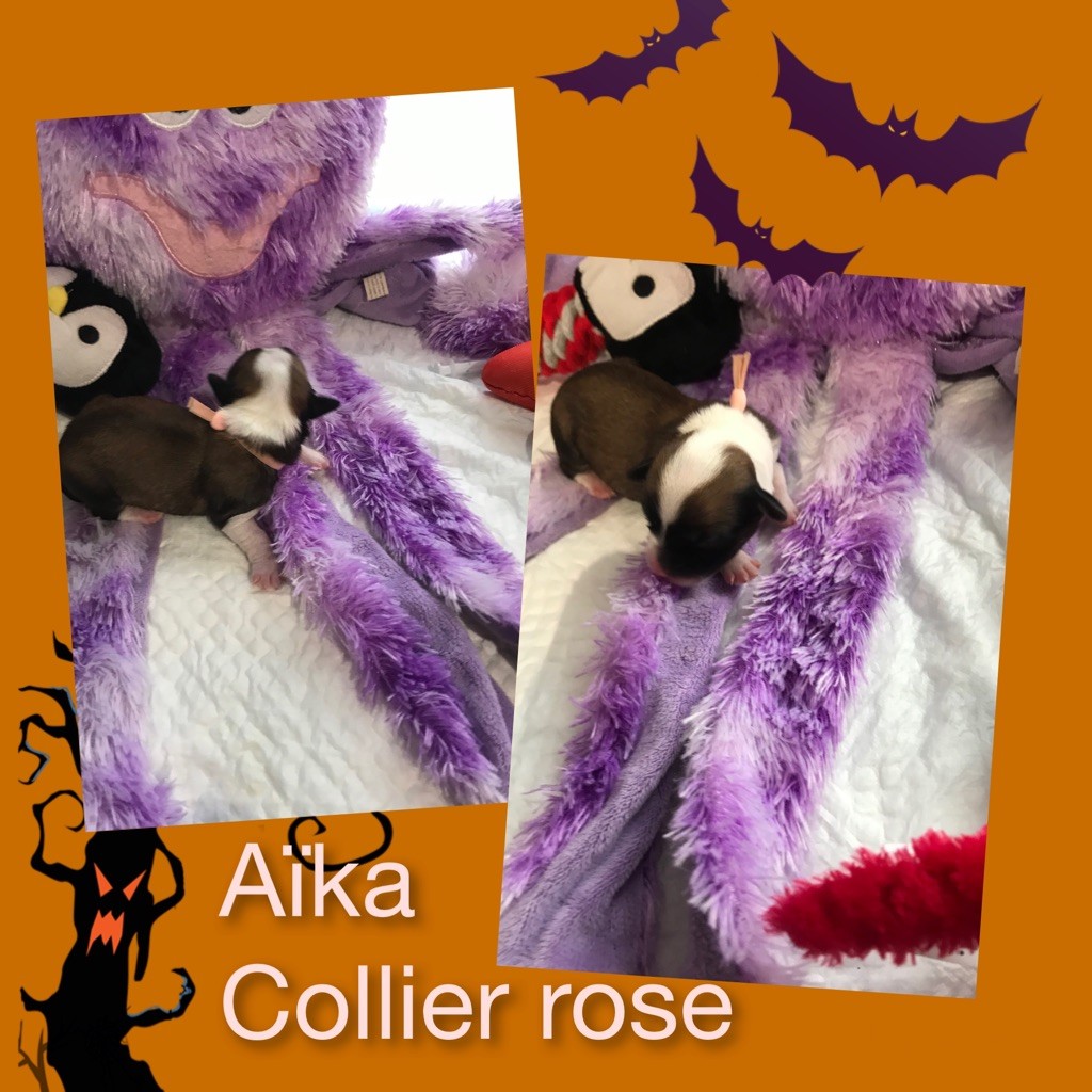 des petits fauves de Thierac - Chiots disponibles - Bichon Havanais