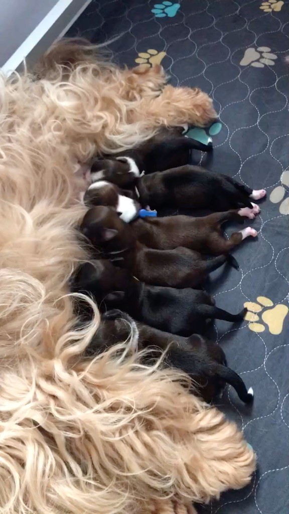 des petits fauves de Thierac - Bichon Havanais - Portée née le 17/10/2025