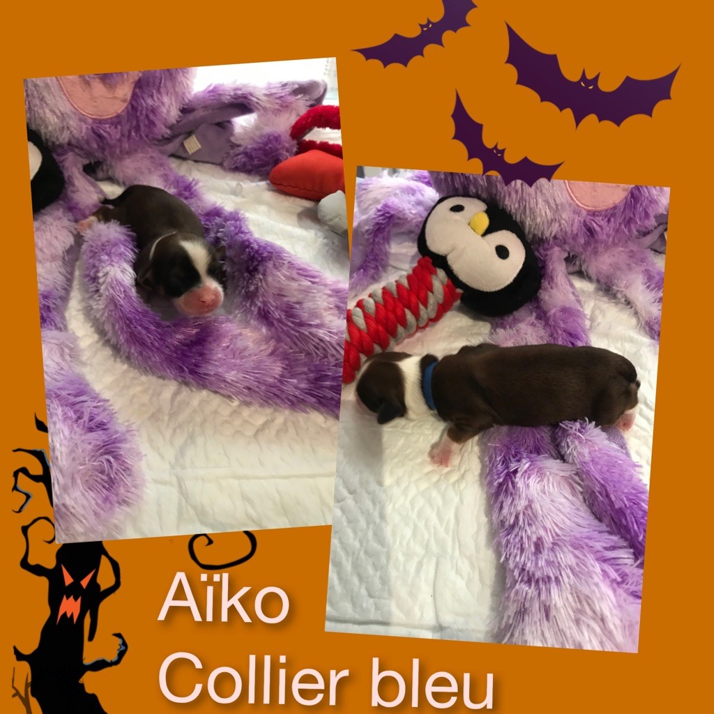 des petits fauves de Thierac - Chiots disponibles - Bichon Havanais