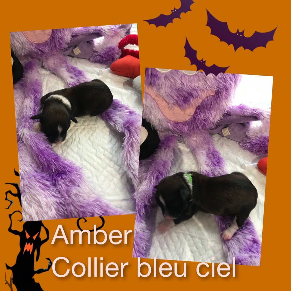 des petits fauves de Thierac - Chiots disponibles - Bichon Havanais